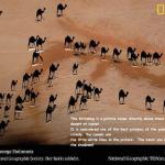 National Geo-Graphic Camel shadows from satellite